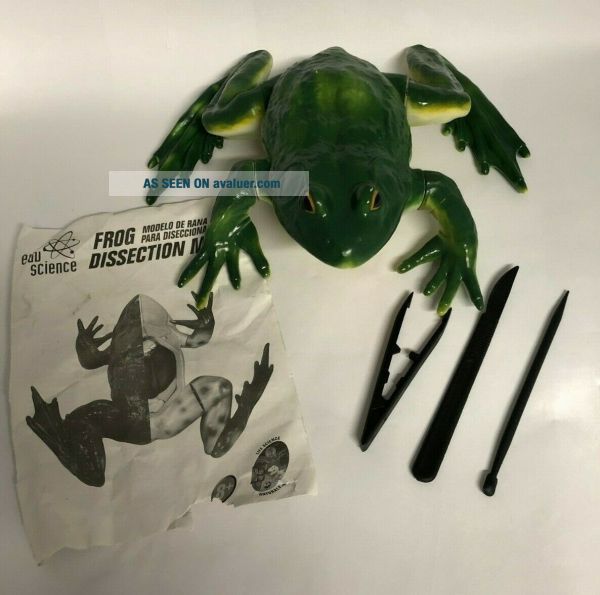 Edu Science Frog Dissection Model Homeschool Online School Teacher ...