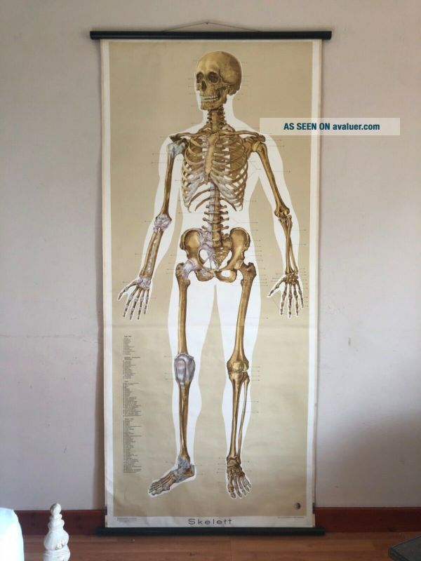 Vintage FULL BODY SKELETON School Chart Anatomy MEDICAL SCHOOL WALL ...